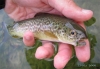 DSCN6331.jpg