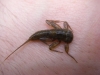IMGP0471.JPG