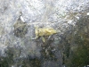 liinka enodnevnice - Vipava marec 2008.JPG