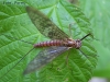 odrasla-enodnevnica-(Riana.jpg