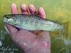 potonica,-Cerkniica.jpg