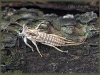 srajka-prodnice-2-(Riana).jpg