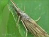 srebrni-a-(Riana).jpg